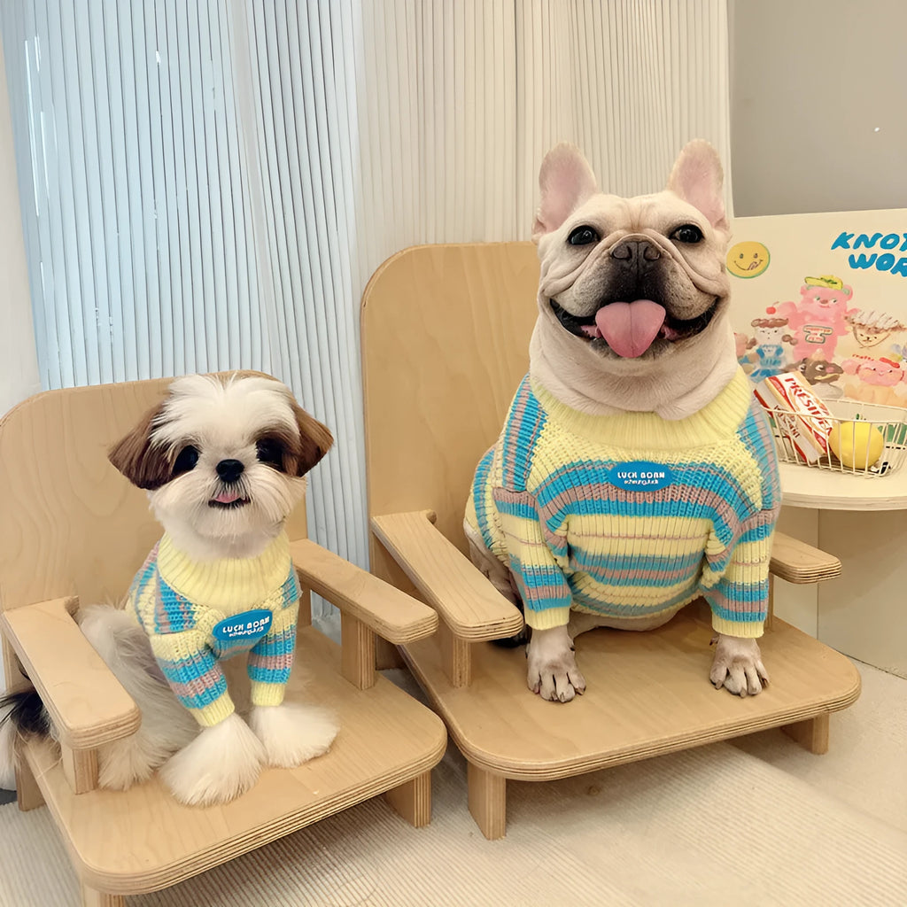 Blue and yellow stripe wool sweater for small dog breeds on white background