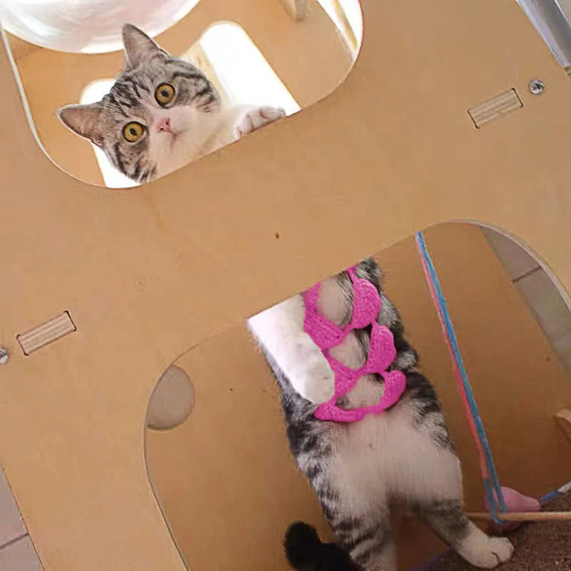 Cat wearing Halloween bikini costume with underwear and bra components in festive colours