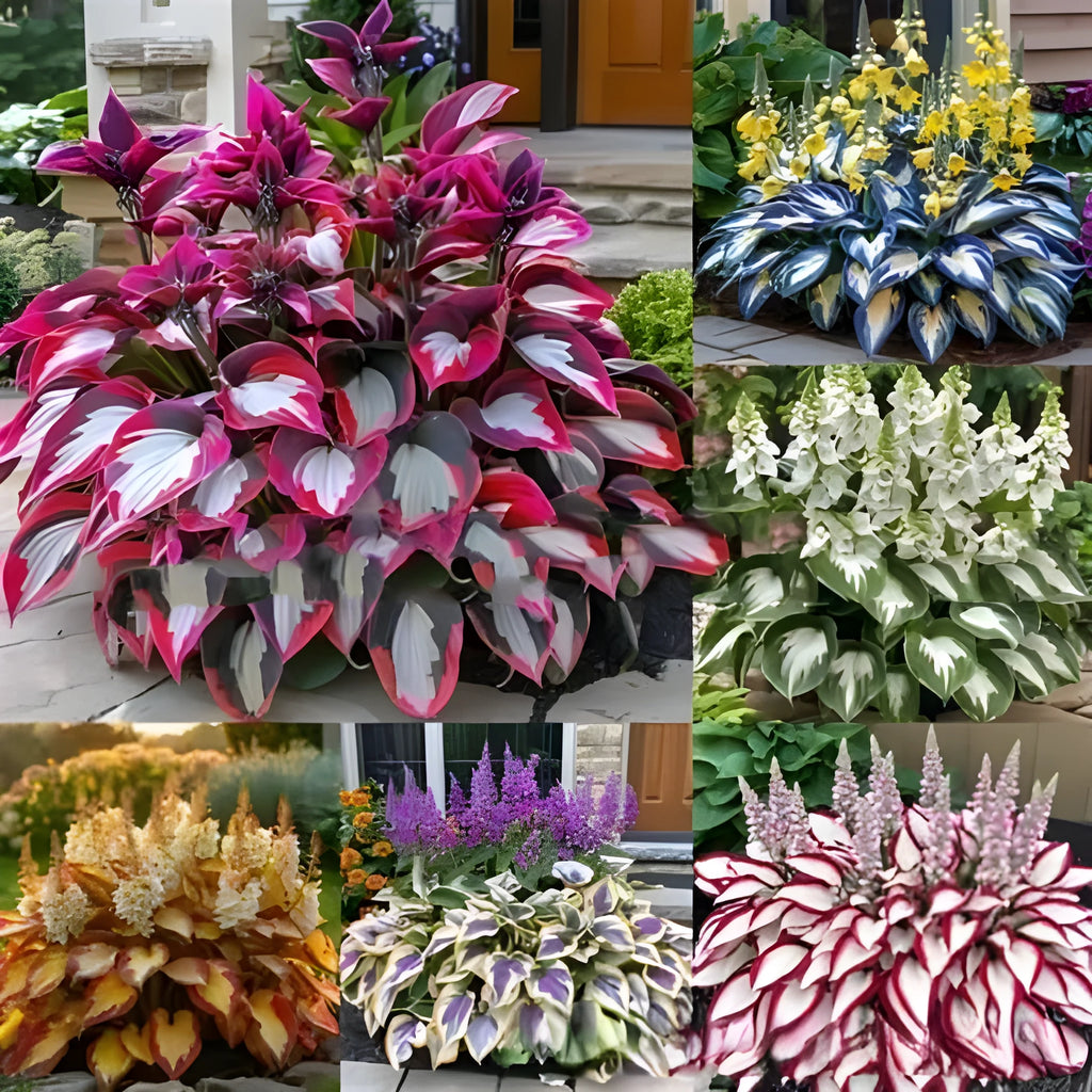 Packet of Coloured Leaves Jade Barrettes flower seeds containing 50 seeds for potted ornamental plants.