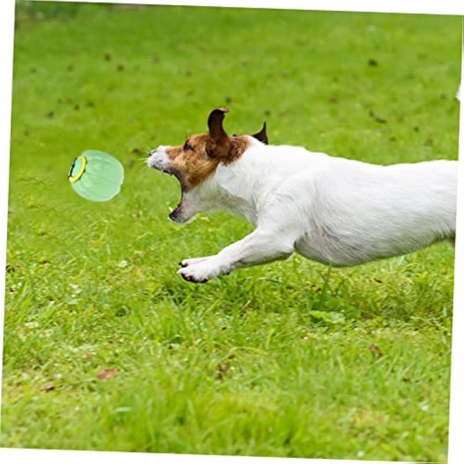 Pumpkin-shaped plastic dog chew toy with squeaker for small dogs in orange colour