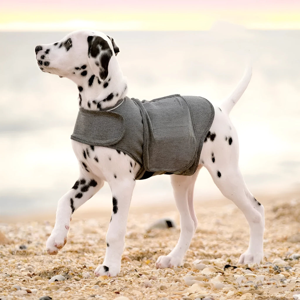 Heather grey dog anxiety jacket and warm vest made from brocade cotton fabric on a medium-sized dog.