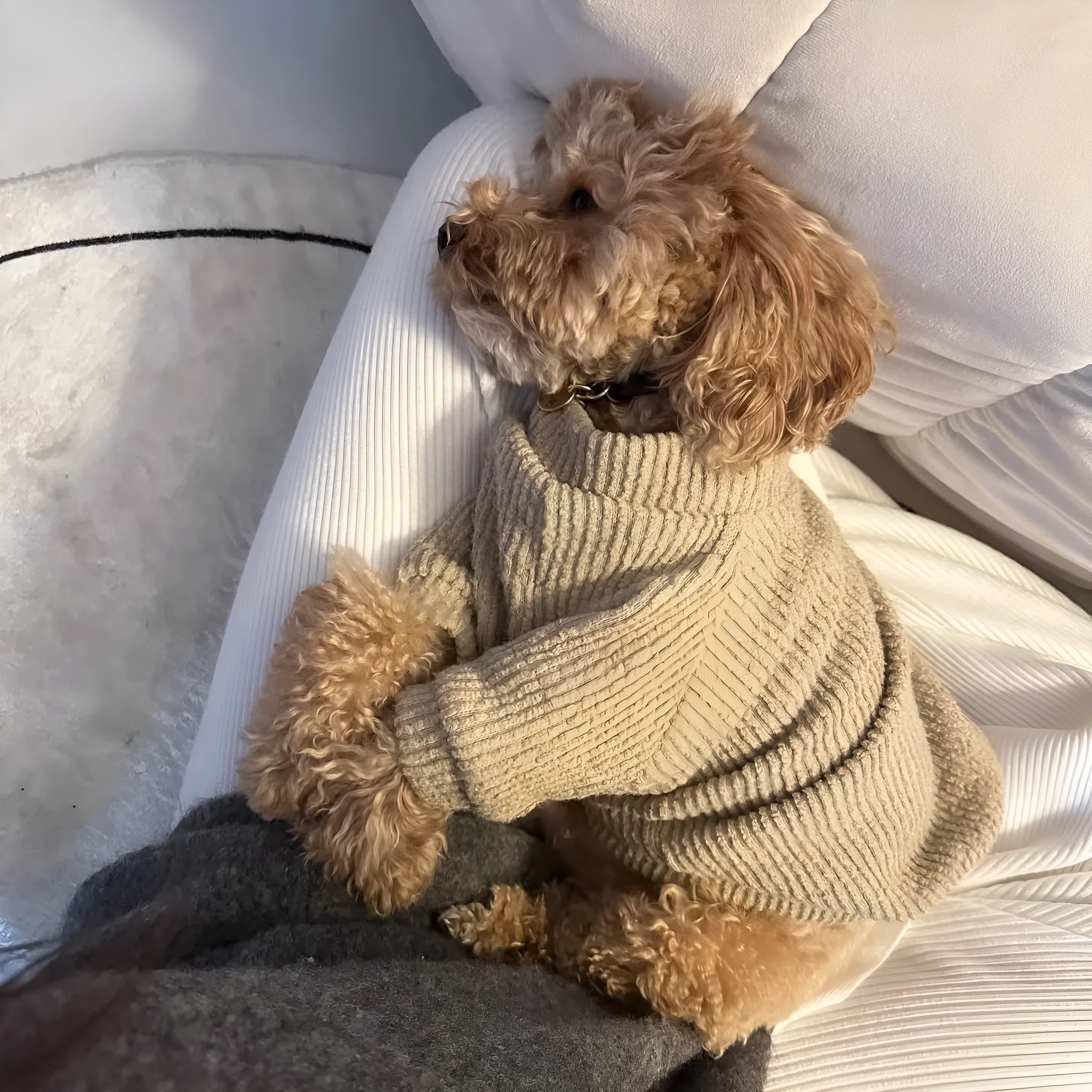 Brown cloth sweater pullover for small dog on Bichon Pomeranian Teddy Schnauzer
