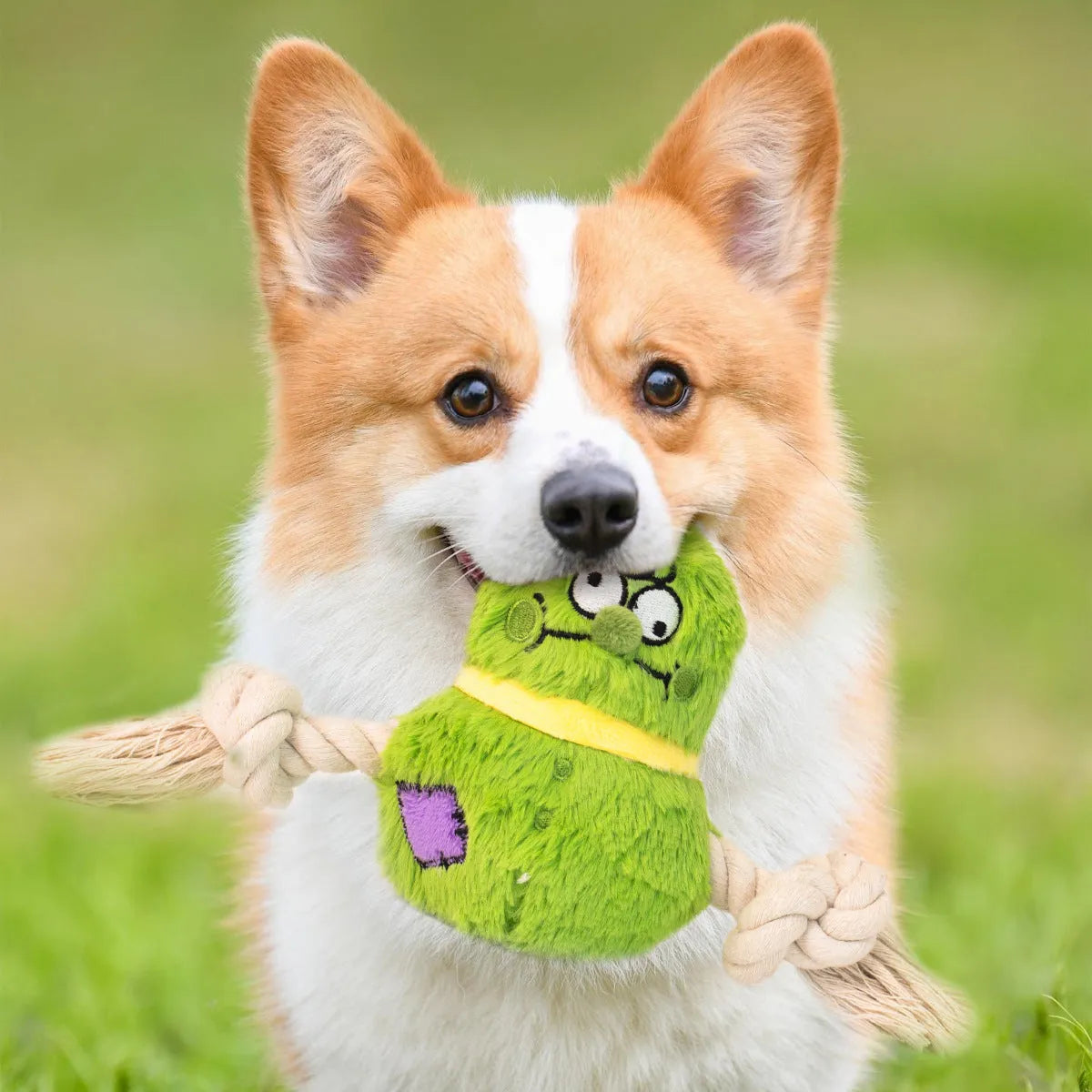 Green and purple interactive dog toy showing a plush rope knot and a molar tooth design for tugging and chewing.