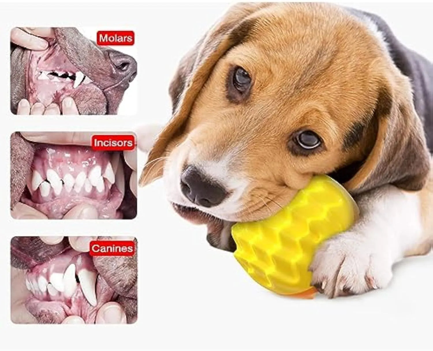 Blue and orange durable rubber squeaky dog ball toy with spiky texture for teeth cleaning.