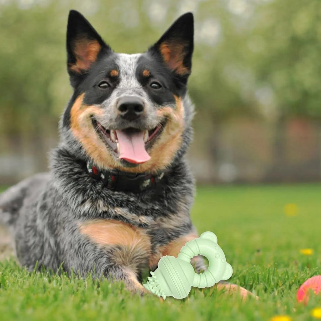 Blue molar-shaped rubber dog chew toy with textured surface for teeth cleaning