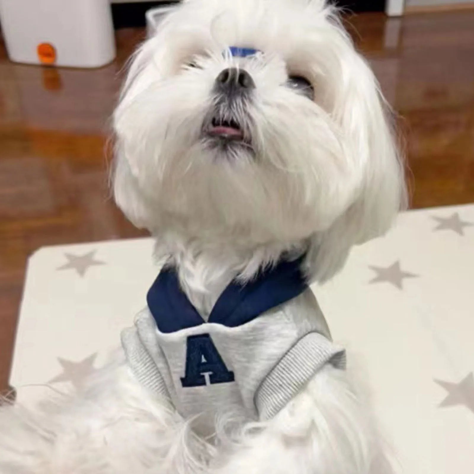 Blue and grey white polyester pet hoodie sweater with reflective lettering for dogs and cats