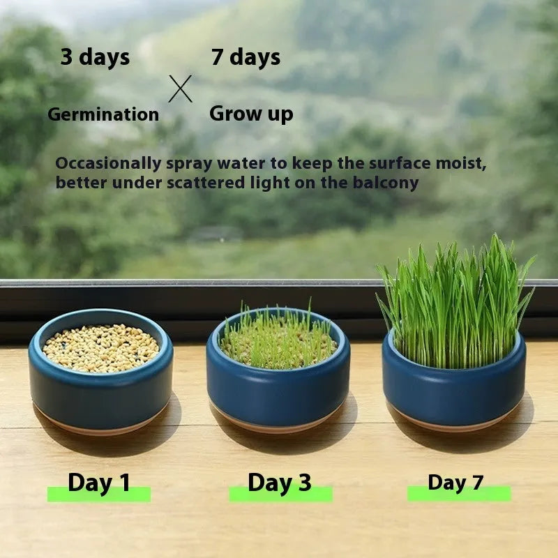 Hydroponic cat grass kit with transparent blue, green, and yellow cups and wheatgrass seeds