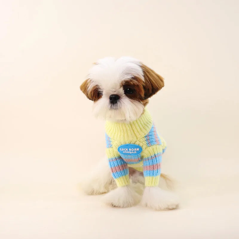 Blue and yellow stripe wool sweater for small dog breeds on white background