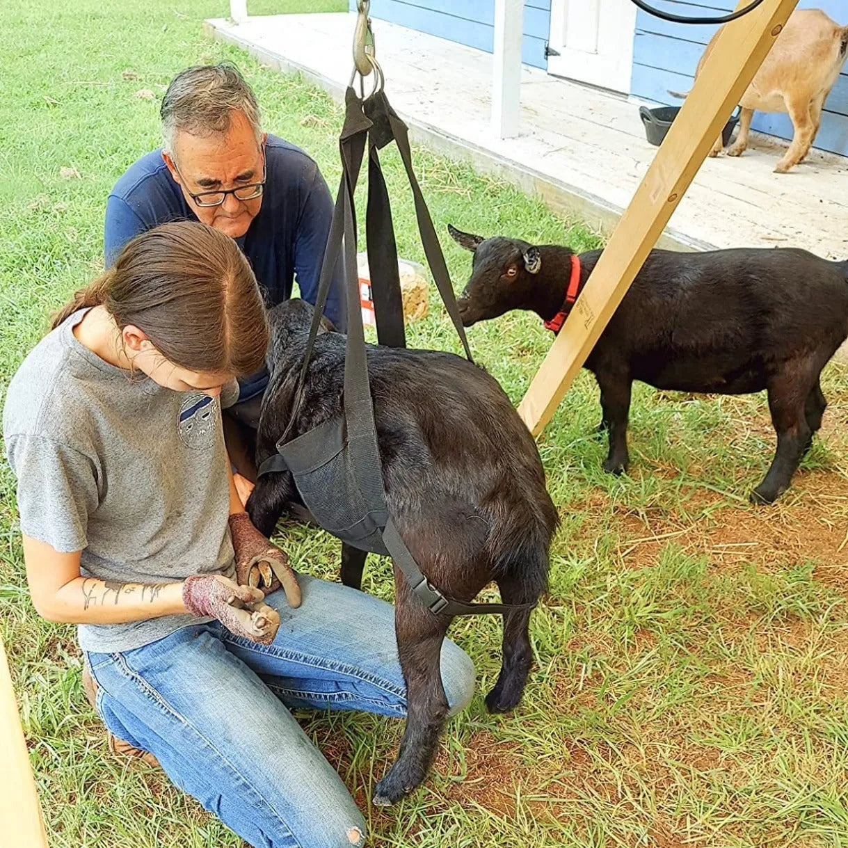 Black calf and large dog weighing sling measuring 35 by 150 centimetres.