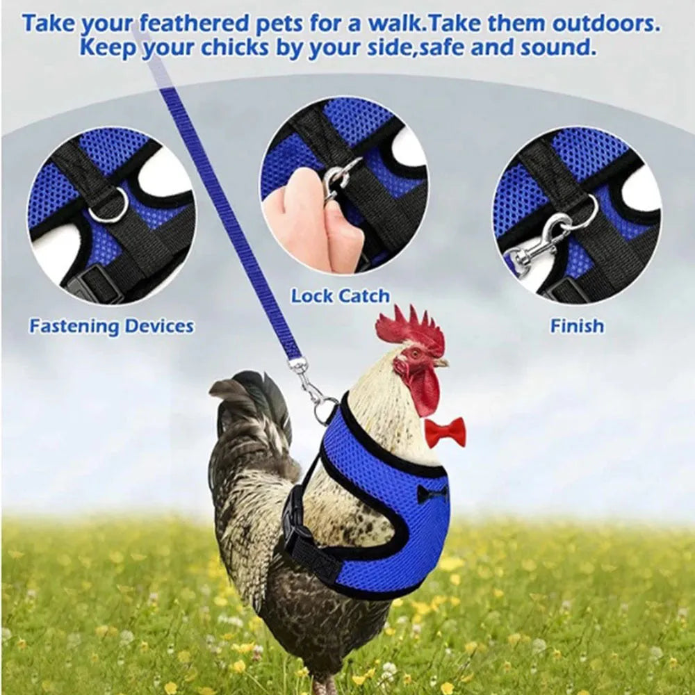 Pet chicken wearing a blue harness vest and collar attached to a long traction rope.