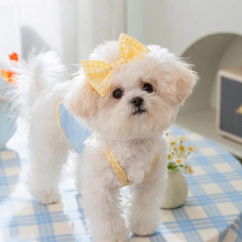 Small dog wearing blue vest with heart texture bow and matching hairband