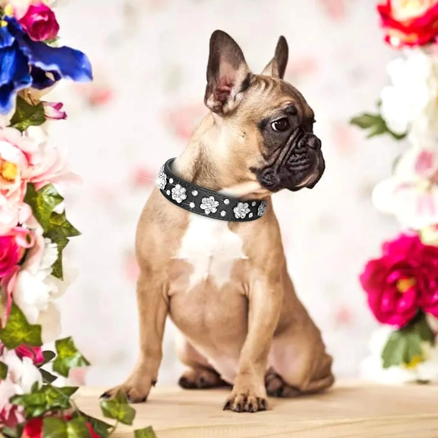 PU leather dog collar with rhinestone flower pattern and metal studs on a small dog